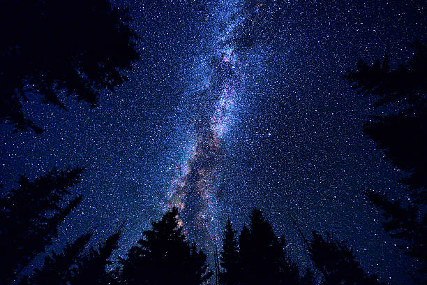 Ciel et de la forêt dans la nuit avec la voie lactée Galaxy - Photo