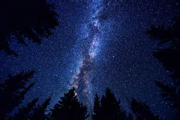 Sky and Mountain Forest at Night with Milky Way Galaxy - Scenic nature image looking up at sky with silhouetted evergreen trees.