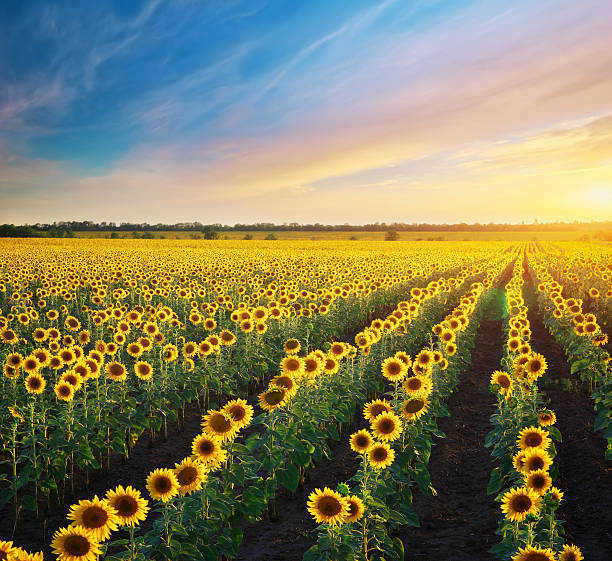 istock Big field of sunflowers. 485576600