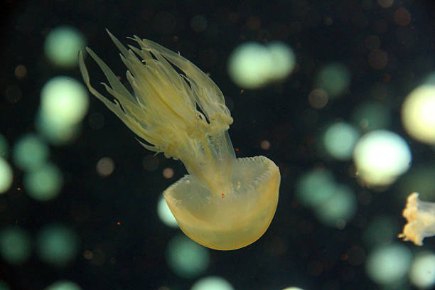 миниатюрными белыми creature - white spotted jellyfish фотографии стоковые фото и изображения