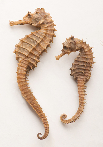 Seahorses on isolated 
