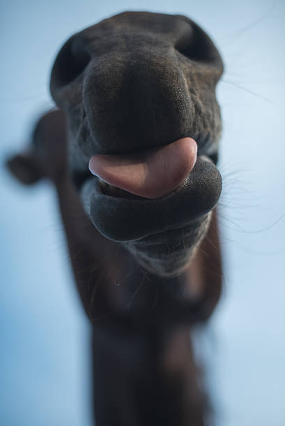 istock Funny hourse sticks out tongue kiss 485577096