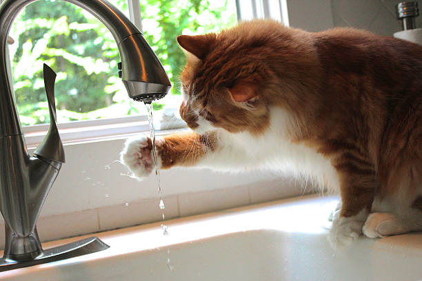 Cat Playing In Sink Orange Cat Playing In Kitchen Sink cat water stock pictures, royalty-free photos & images