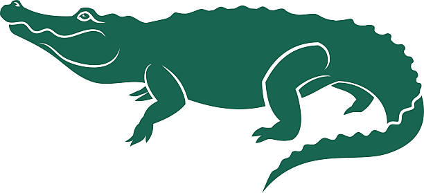 alligator Alligator mascot. alligator stock illustrations