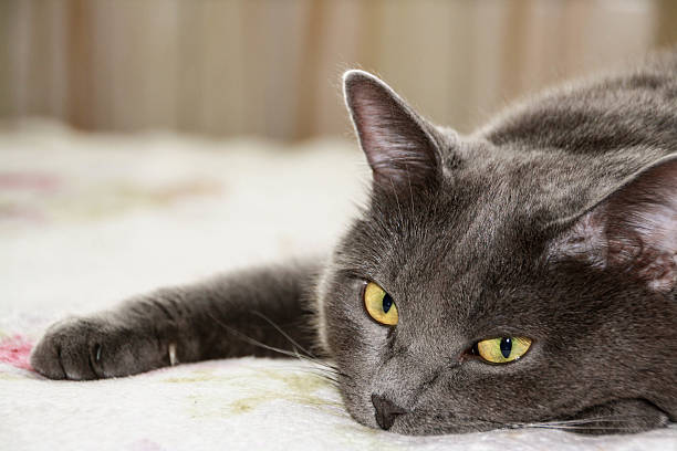 istock Closeup short hair gray cat 485580042