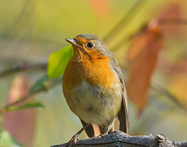 istock European Robin in autumn 485580244