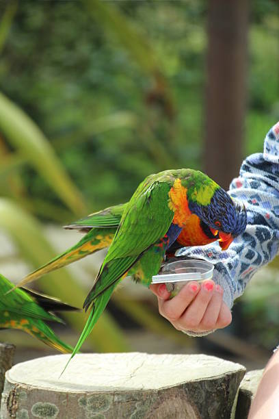 istock Little colorfull parrot eating from the hand 485580284