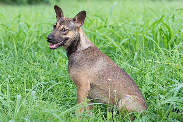 istock Dog sitting in the grass 485580710