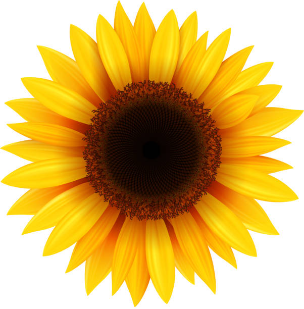 Sunflower Sunflower isolated, vector illustration. stamen stock illustrations