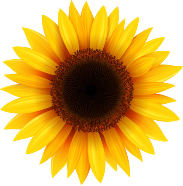 Sunflower Sunflower isolated, vector illustration. orange sunflower stock illustrations