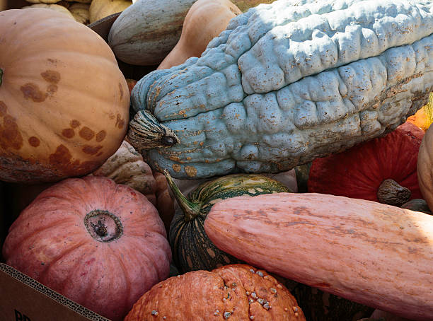 variedade de abóboras para venda no mercado de produtos da fazenda - varigated - fotografias e filmes do acervo