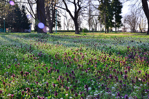 Wild flowers sunset at the park