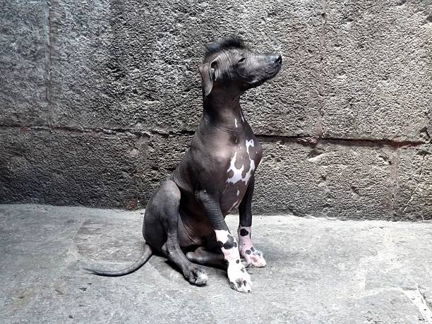 Peruvian Hairless Dog Peruvian Hairless Puppy at Sacret Valley, Cusco, Peru. peruvian culture stock pictures, royalty-free photos & images