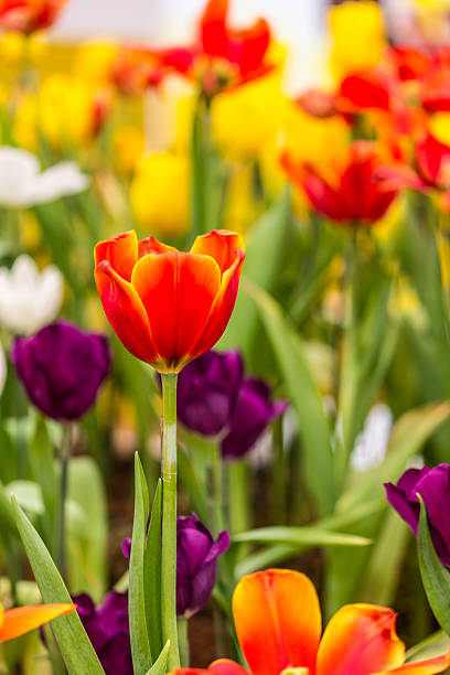istock red tulip in garden 485582659