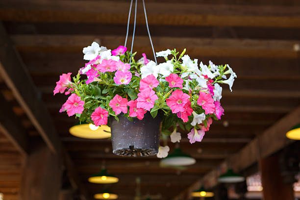 istock colorful Petunia flower under house 485582755
