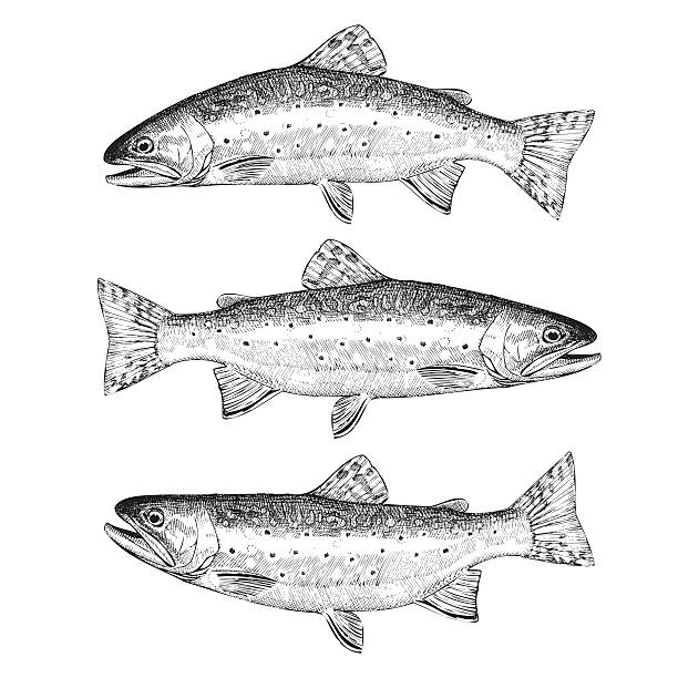 Brook Trout Illustration Hand Drawn Vector Illustrations of Brook Trout fly fishing illustrations stock illustrations