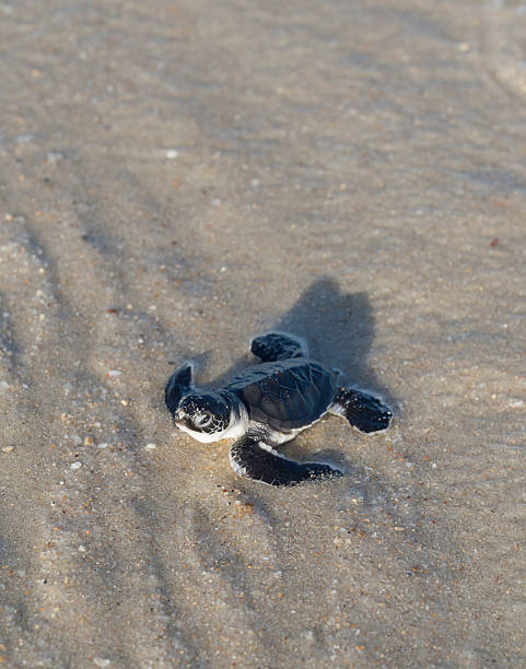 istock Baby green sea turtle 485583122