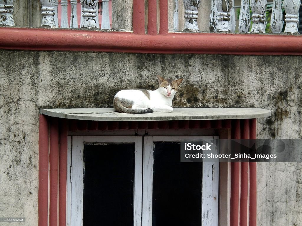 Cat Sleeping Image Of A Cat Taking Rest With Closed Eyes 2015 Stock Photo