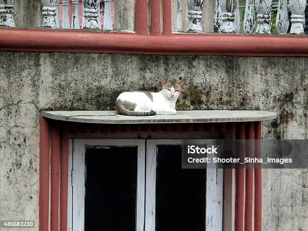 Cat Sleeping Stock Photo - Download Image Now - 2015, Animal Body Part, Animal Eye