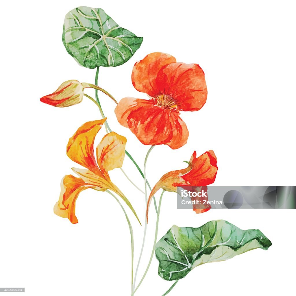 Watercolor nasturtium flower Beautiful vector image with nice watercolor nasturtium flower 2015 stock vector