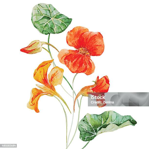 Watercolor Nasturtium Flower Stock Illustration - Download Image Now - 2015, Abstract, Adulation