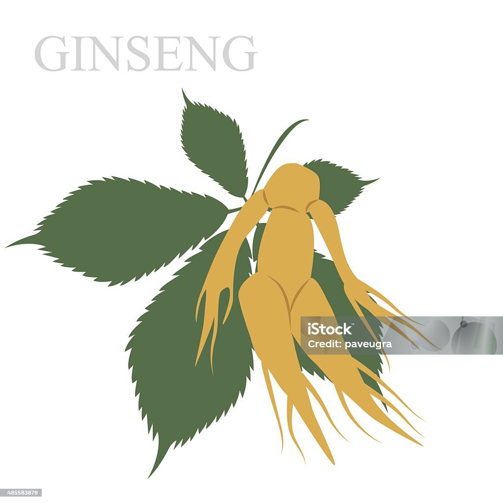 ginseng vector illustration of ginseng root and leaf. herb using in chinese natural medicine. 2015 stock vector