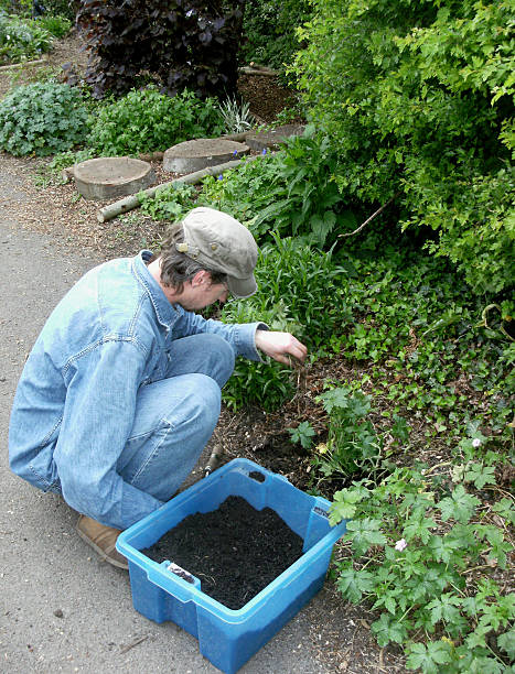 istock Image of a person weeding a garden border 485584873