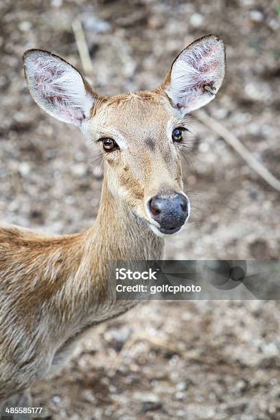 Cervus Eldi Stock Photo - Download Image Now - Animal, Animal Wildlife, Animals In The Wild