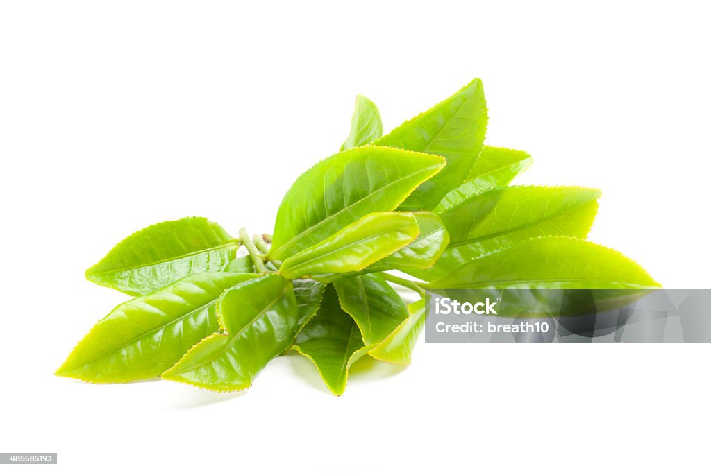 Ramo di tè fresco isoalted su sfondo bianco - Foto stock royalty-free di Camellia sinensis