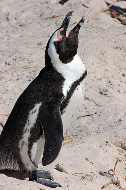 istock South Africa: African Penguin sunning on the beach 485586003
