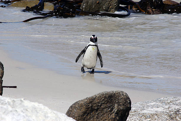 istock South Africa: African Penguin waddles out of water 485586277