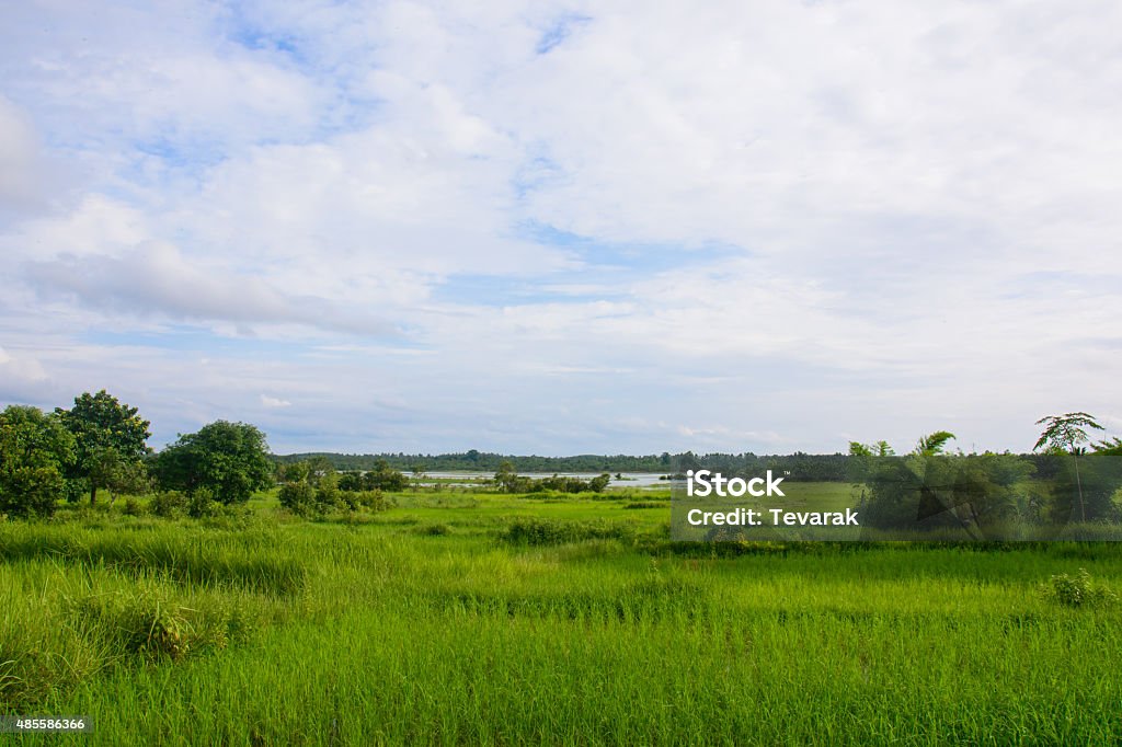 Rice field 2015 Stock Photo