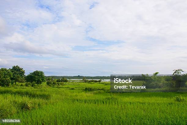Rice Field Stock Photo - Download Image Now - 2015, Agricultural Field, Agriculture