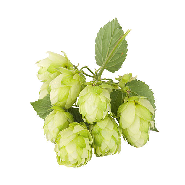 istock Cones and leaves of the plants hops 485586740
