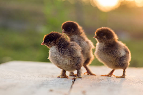 istock Partridge cochin baby chicks 485587265