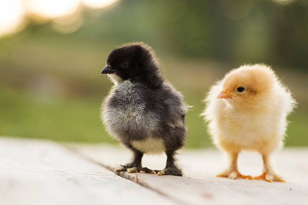 istock black and yellow baby chicks 485587349