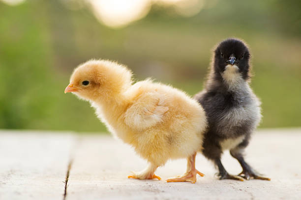 istock black and yellow baby chicks 485587367