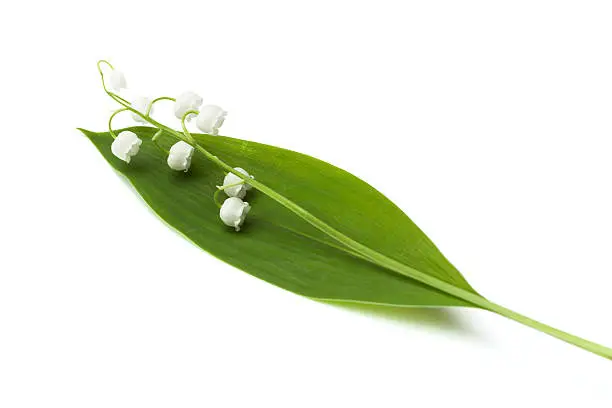 Sprig lily of the valley on a white background