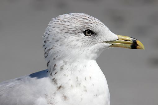 The head of seagull (Larus delawarensis) in profile. 