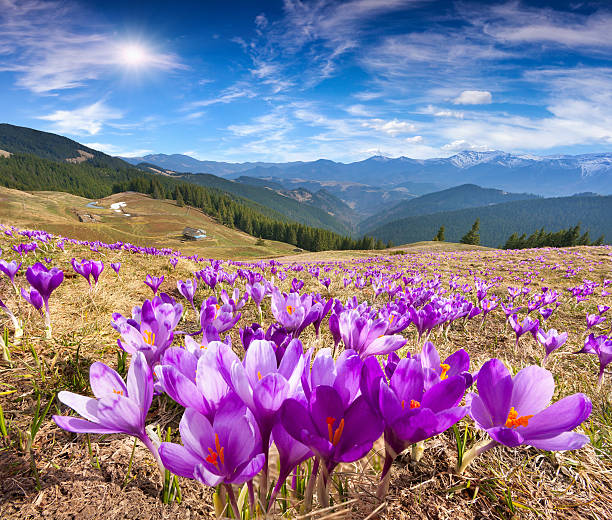 istock Blossom of crocuses at spring in the mountains 485587951