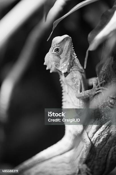 Boyds Forest Dragon Stock Photo - Download Image Now - Animal, Animal Wildlife, Animals In The Wild