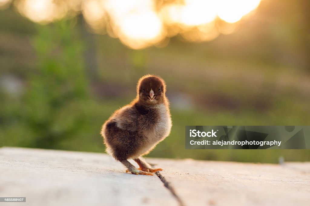 Partridge cochin baby chicks Cute baby chicks. Dark Brahma baby chicks and Partridge cochin baby chicks Animal Stock Photo