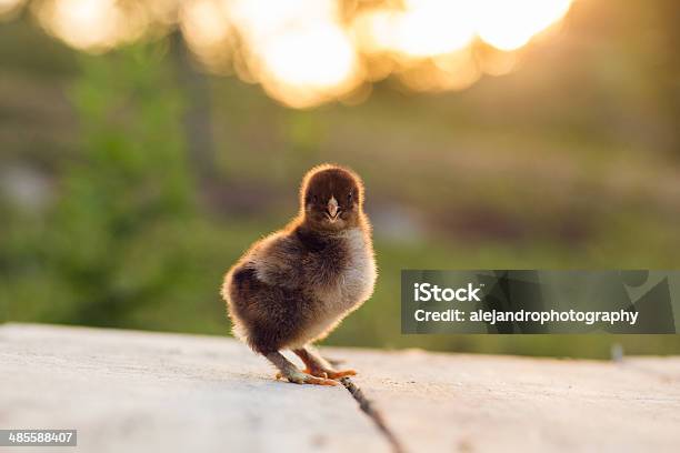 Partridge Cochin Baby Chicks Stock Photo - Download Image Now - Animal, Baby Chicken, Beak