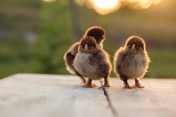 istock Partridge cochin baby chicks 485588445