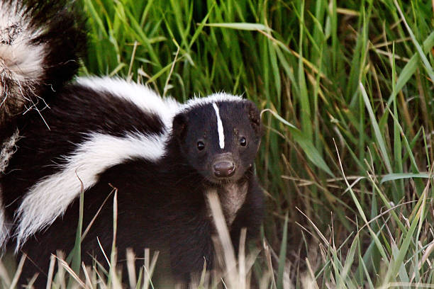 young striped skunk in roadside ditch - skunk stok fotoğraflar ve resimler