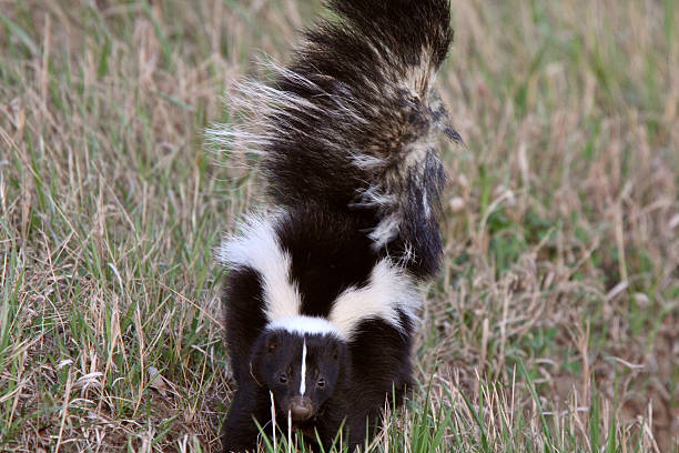 istock Young Striped Skunk in roadside ditch 485589063