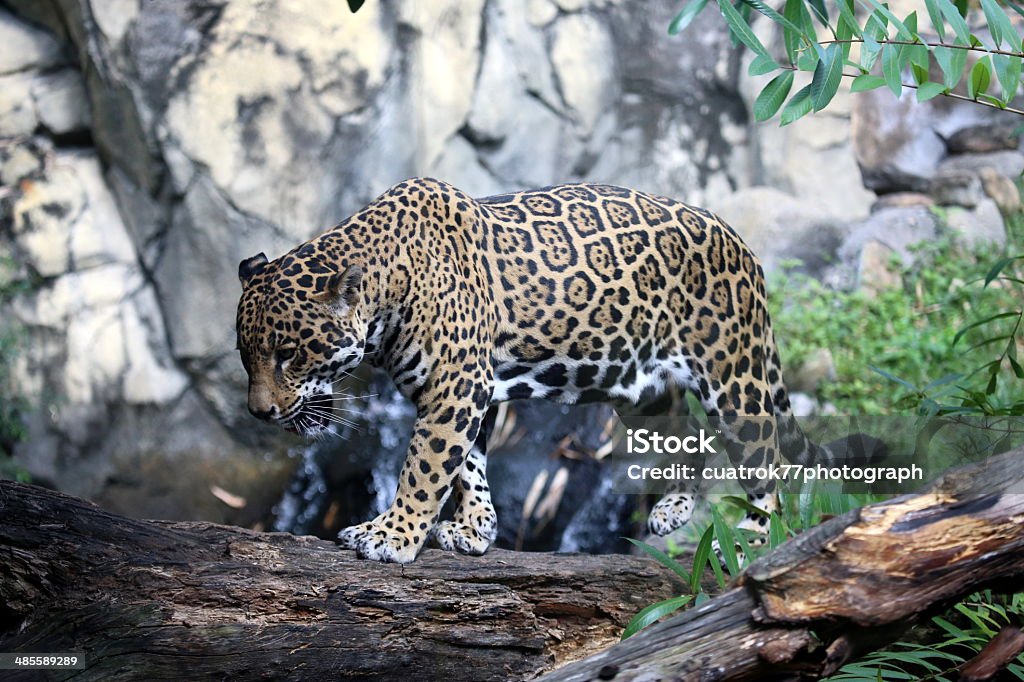 jaguar REGION-South America, The  is the largest cat in the western hemisphere. In its habitat, the  is the top predator. It is the third largest cat in the world; only lions and tigers are larger. Roaring Stock Photo