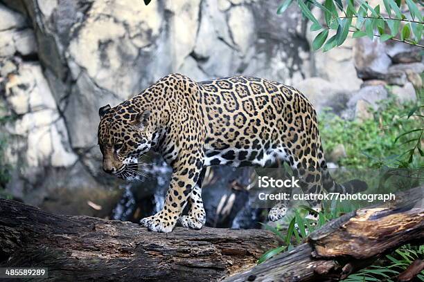 Jaguar Stock Photo - Download Image Now - Roaring, Animal, Animal Themes