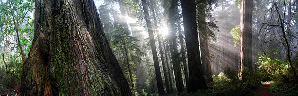 secuoyas de california - rainforest redwood sequoia footpath fotografías e imágenes de stock