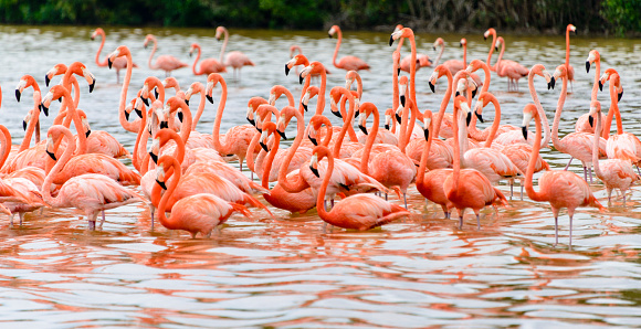 Flock of Flamingoes (Phoenicopterus ruber) in the Celestun Biosphere reserve Yucatan, Mexico